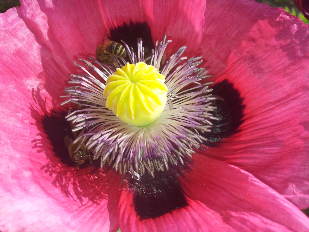 Annexe pavot et abeilles