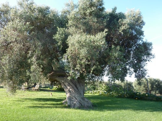 Annexe agriturismo-baccu-cardu.jpg