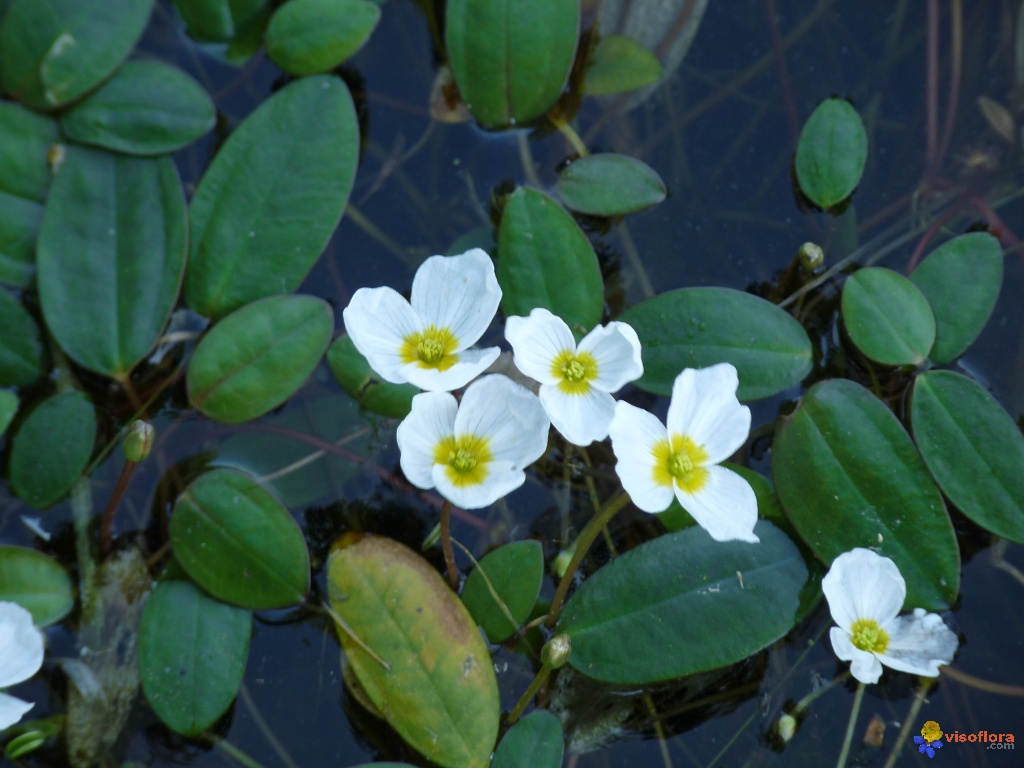 Annexe fluteau-nageant----luronium-natans----alismatacees-visoflora-22435.jpg