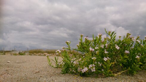 Annexe SauvegardeSonyXperiaZ 5129.jpg