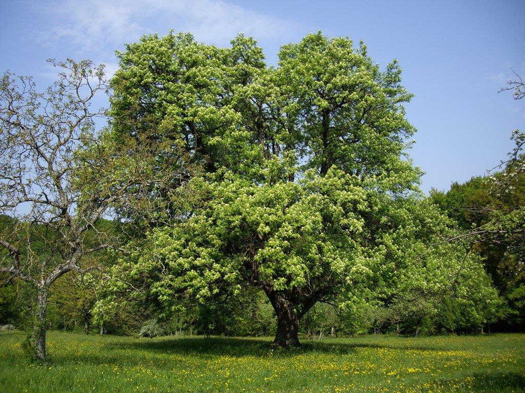 Annexe le cormier.jpg