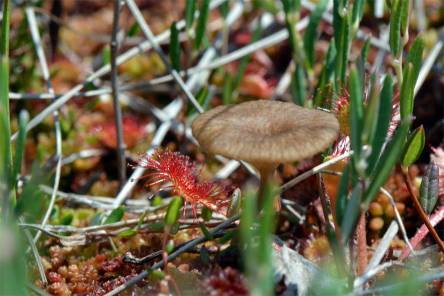 Annexe drosera 4.jpg