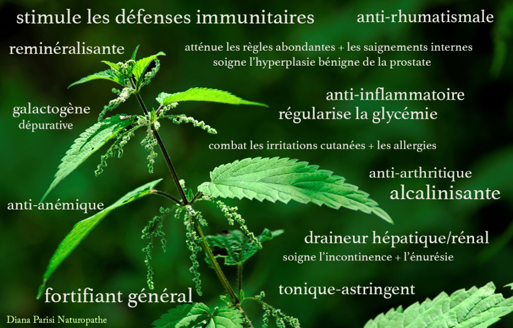 Annexe ortie_en_fleur1.jpg