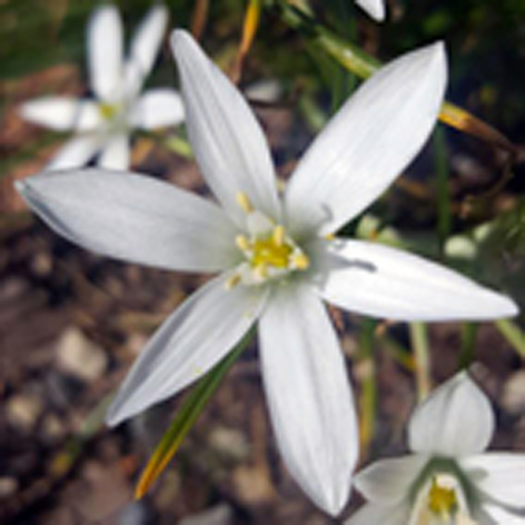 Annexe Star of B 4x4.jpg