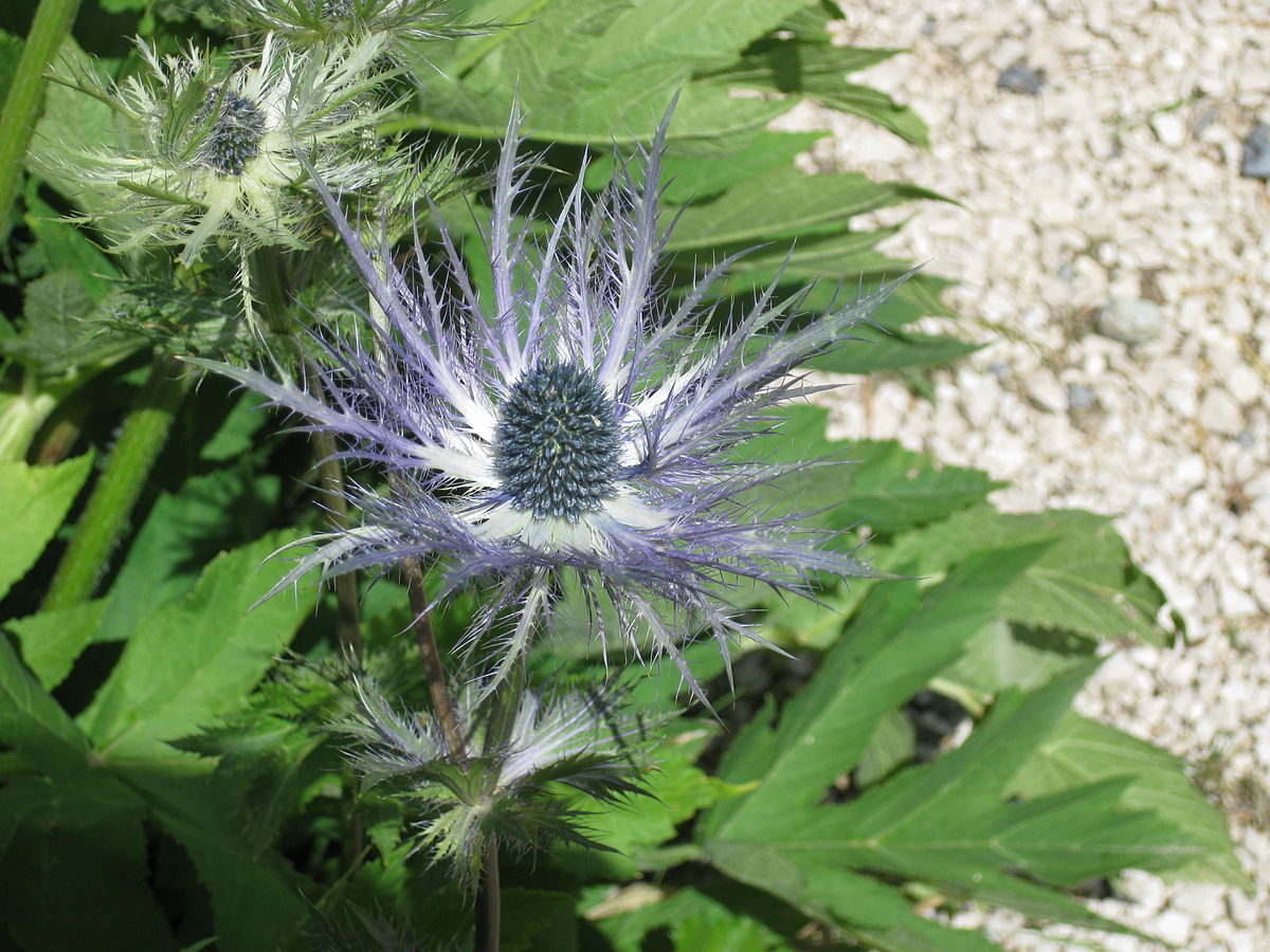Annexe Eryngium_alpinum001.jpg