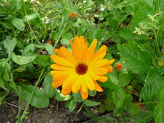 Annexe calendula.jpg