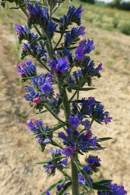 Annexe Vipérine.JPG