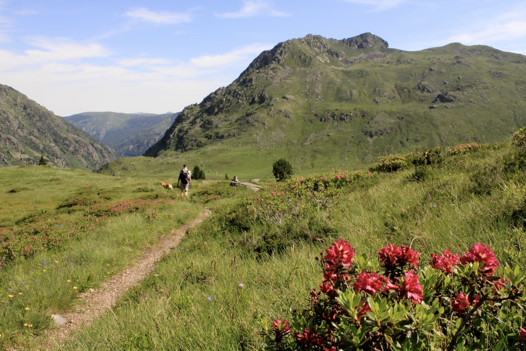 Annexe Rhododendron.jpg