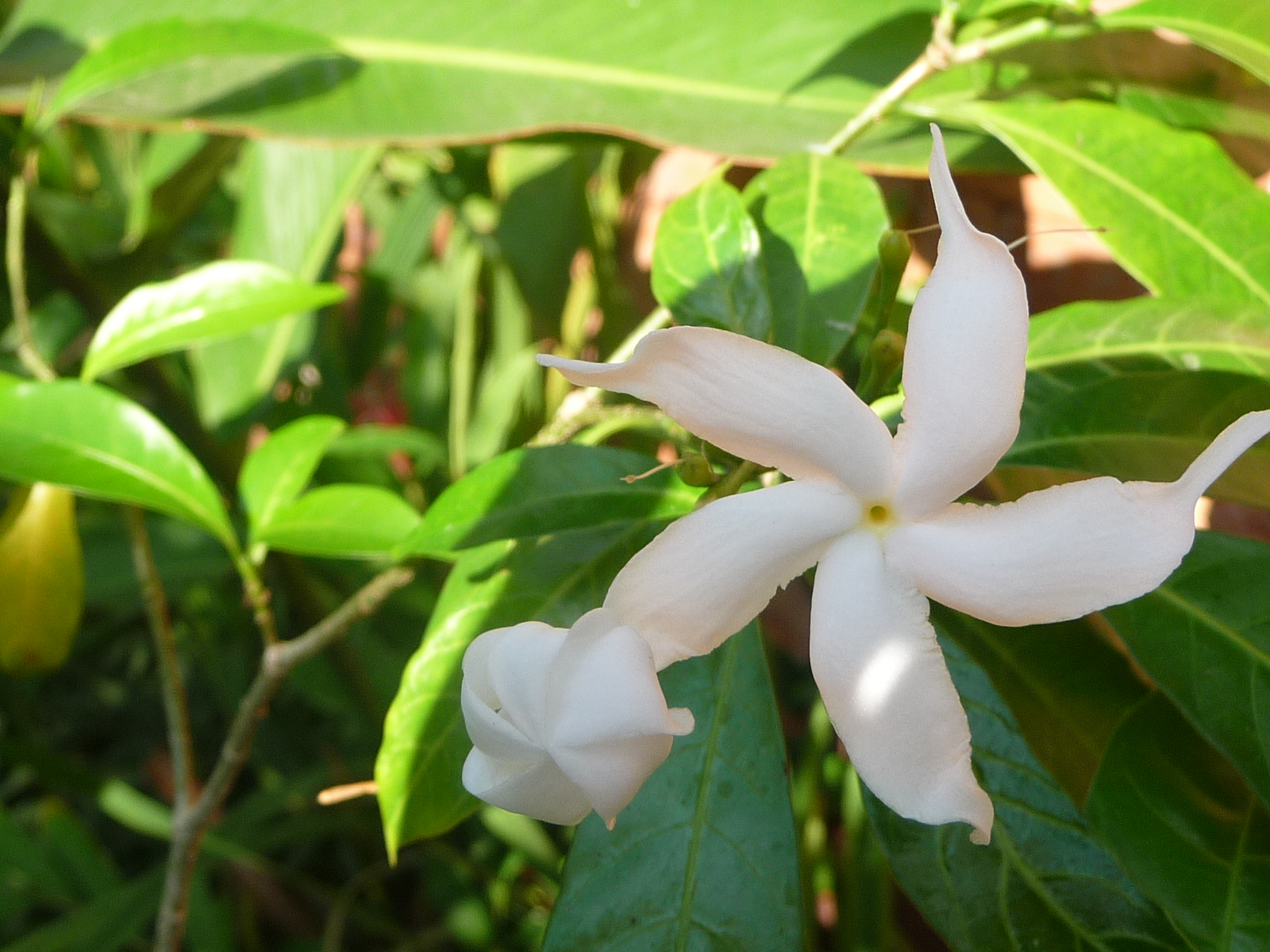 Annexe Fleur mystère.JPG