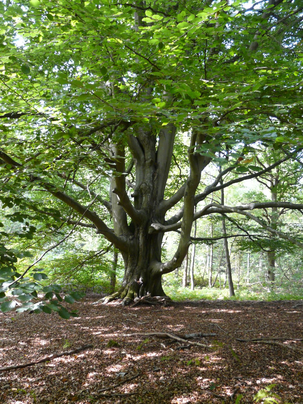 Annexe Hêtre remarquable.JPG