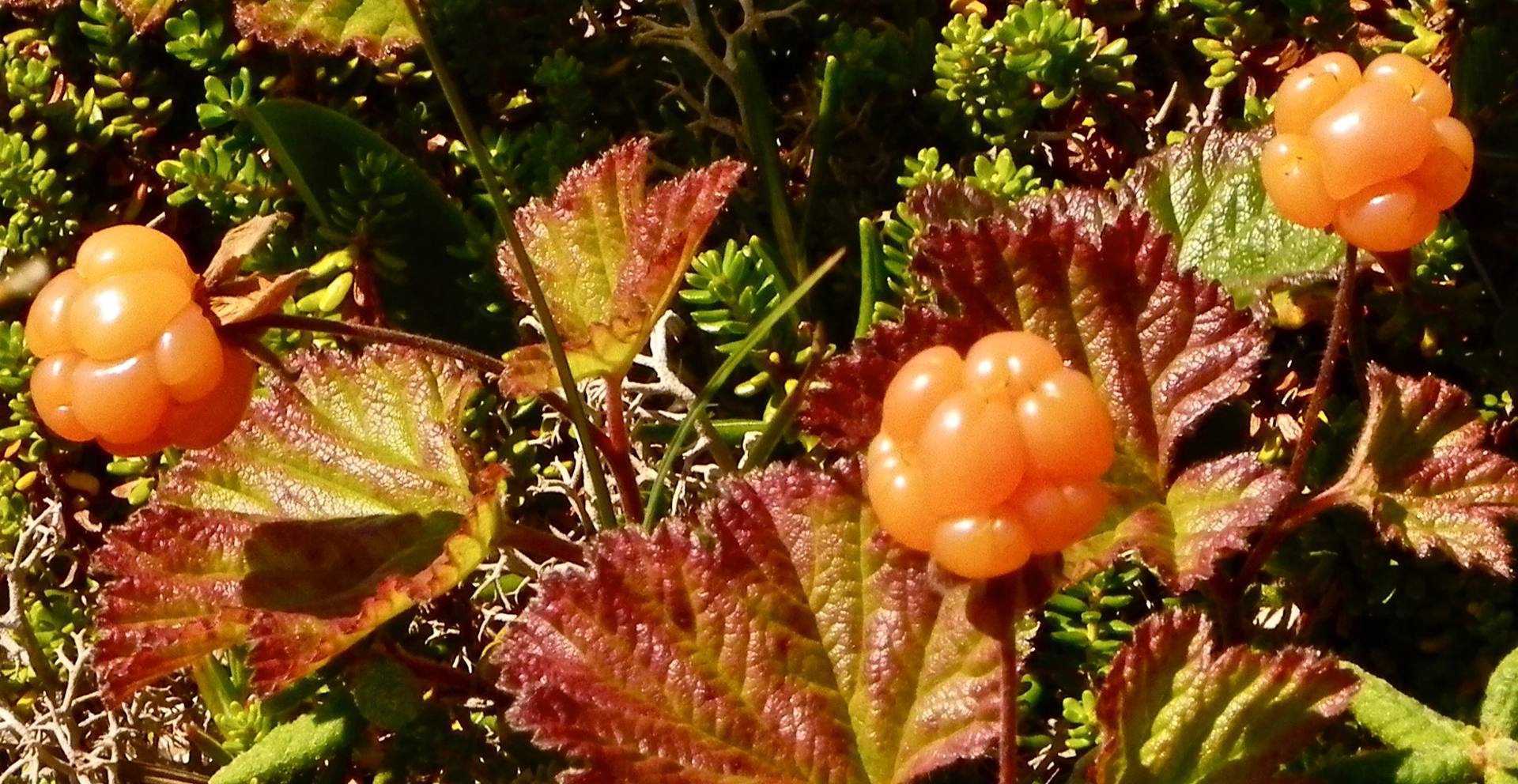 Annexe IMGP8929 3.jpg