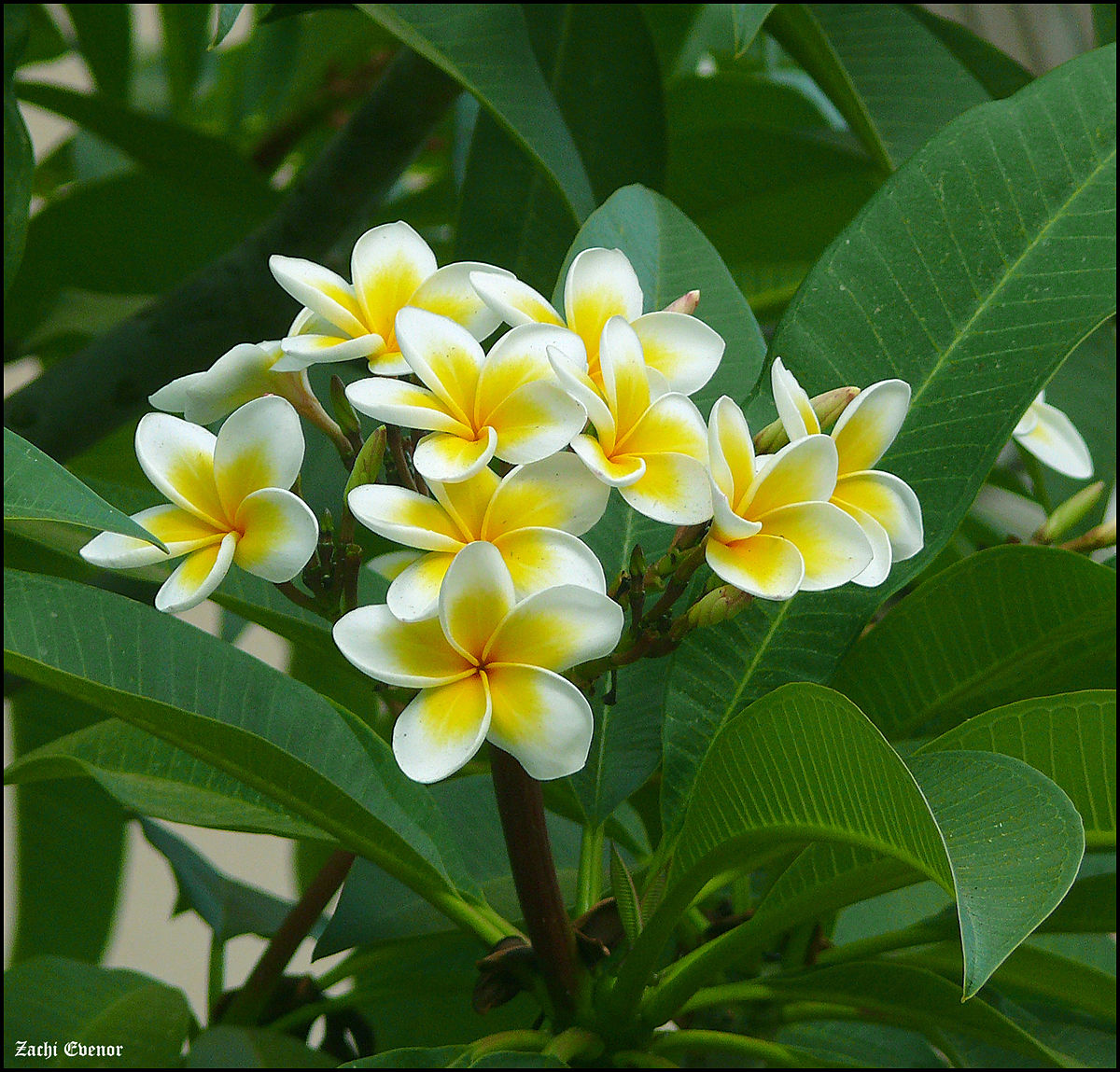Annexe 1200px-Plumeria-0006-Zachi-Evenor.jpg