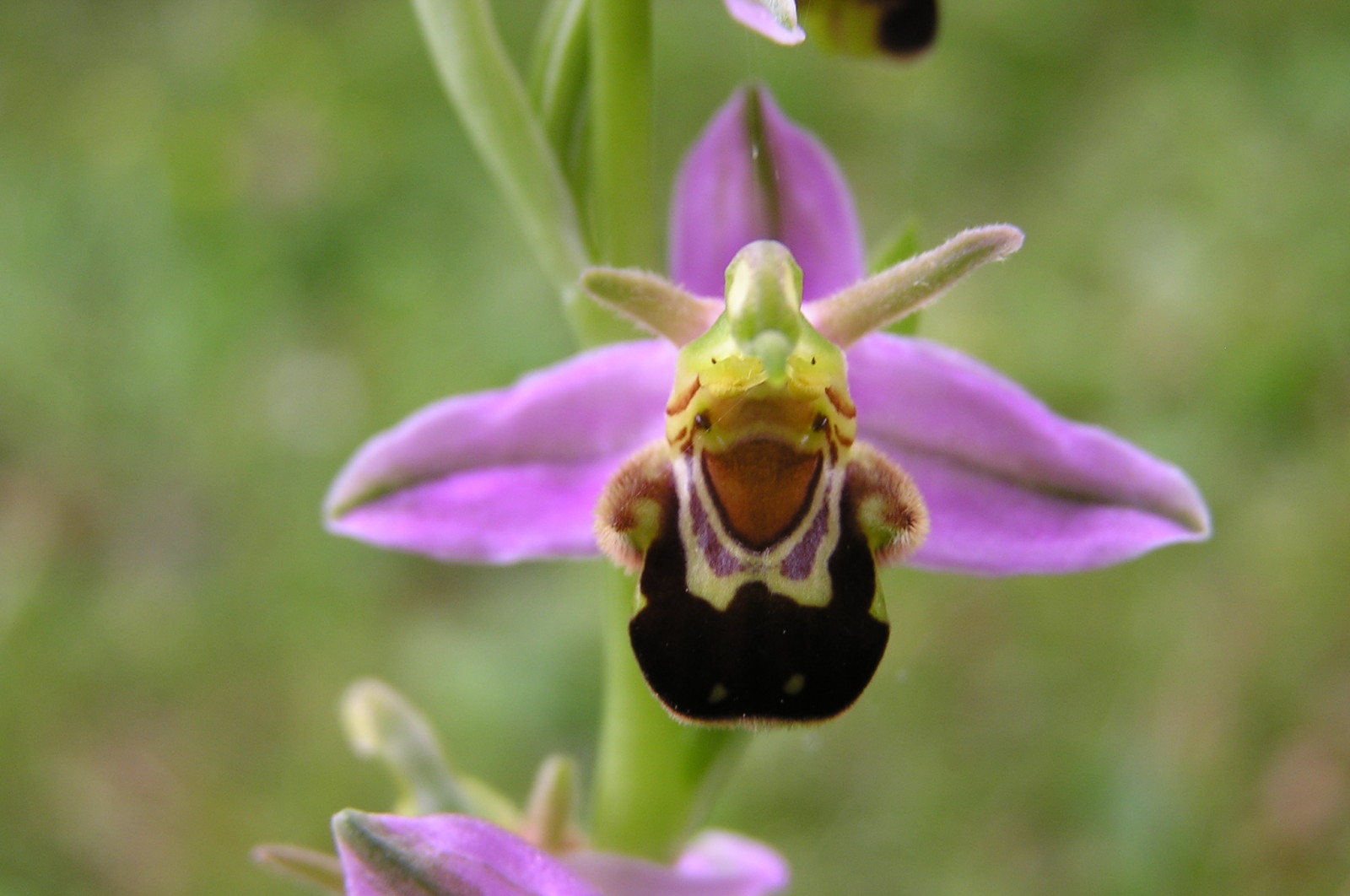 Annexe 080525-160000-orchidee-sauvage.jpg