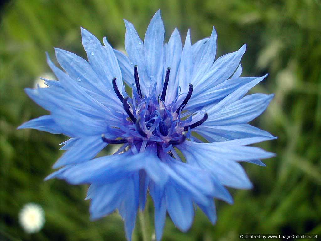 Annexe Centaurea-cyanus.jpg