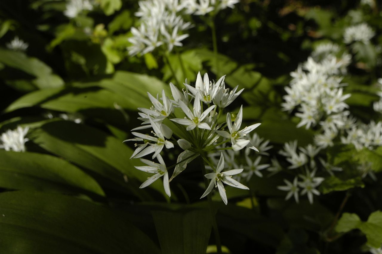 Annexe Photo_of_Allium_Ursinum,_wild_garlic,_north-west_Hampshire,_UK,_May_2014.jpg