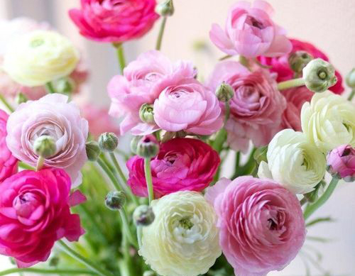 Annexe les-renoncules.jpg