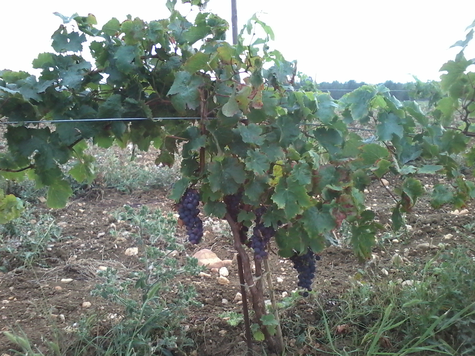 Annexe 20170802_192529.jpg