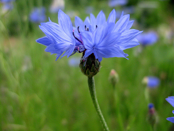 Annexe Centaurea cyanus.jpg
