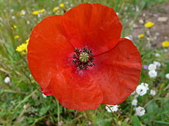 Annexe 240px-Coquelicot(1).JPG