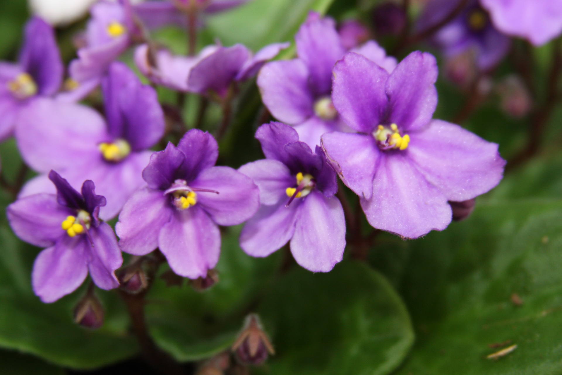 Annexe african-violet.jpg
