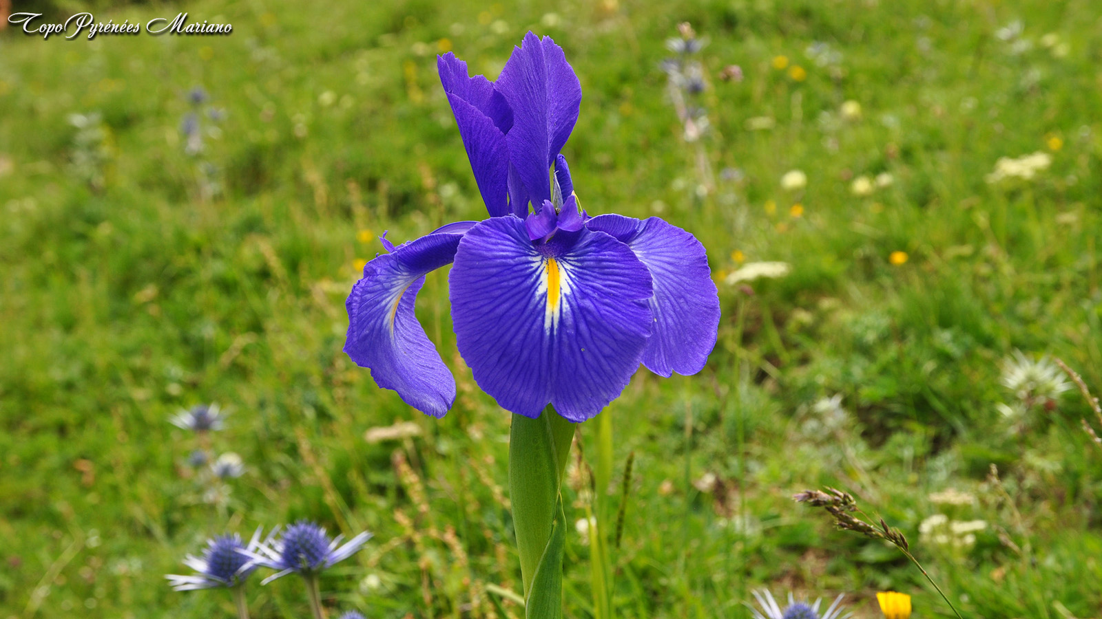 Annexe Fleurs-des-Pyrenees_015.jpg