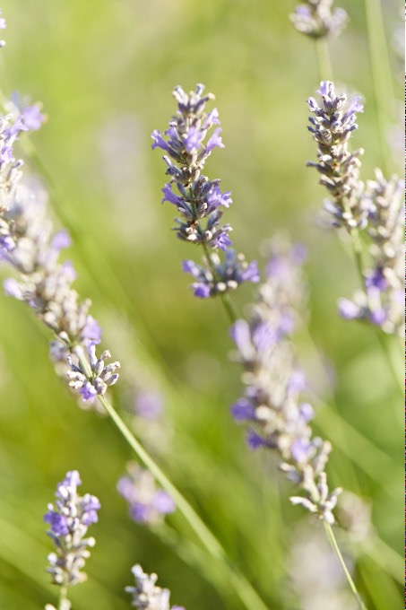 Annexe crémieu27.jpg