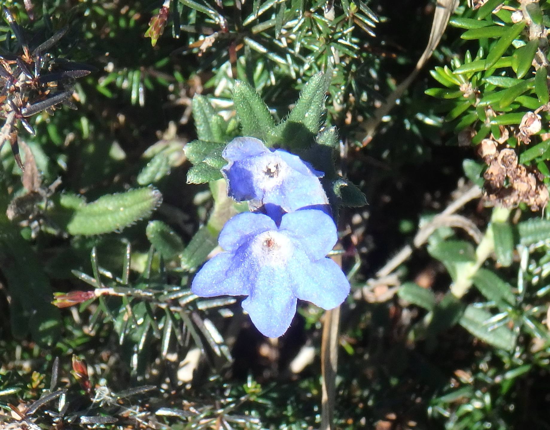 Annexe grémil prostré mooc.JPG