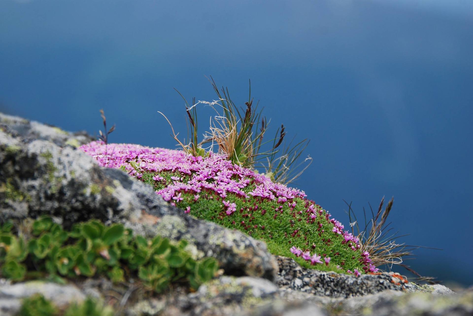 Annexe Silène Acaule.jpg