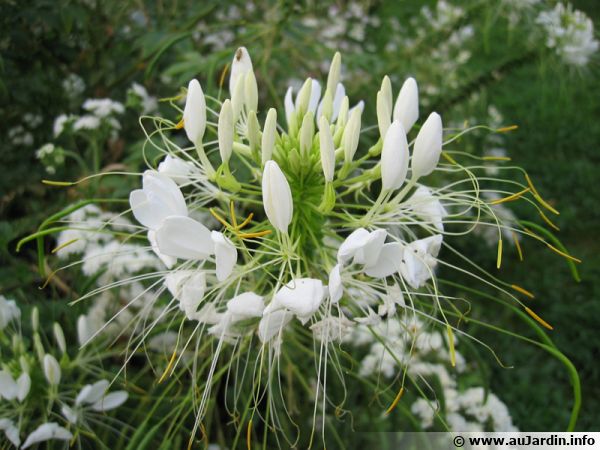 Annexe cleome-spinosa-fleur-600x450.jpg