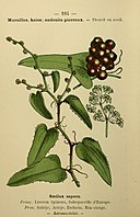 Annexe Flore_coloriée_de_poche_du_littoral_méditerranéen_de_Gênes_à_Barcelone_y_compris_la_Corse_(6244471282).jpg