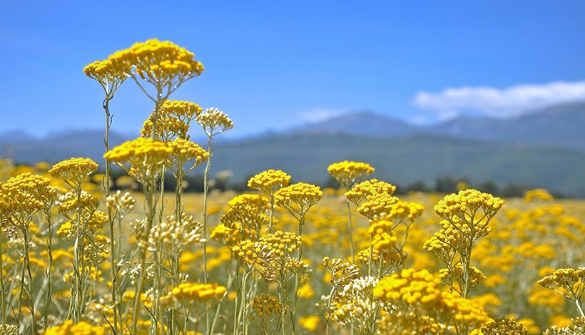 Annexe immortelle.jpg