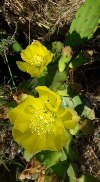 Annexe 29003677_10215652987937096_77262242_n.jpg