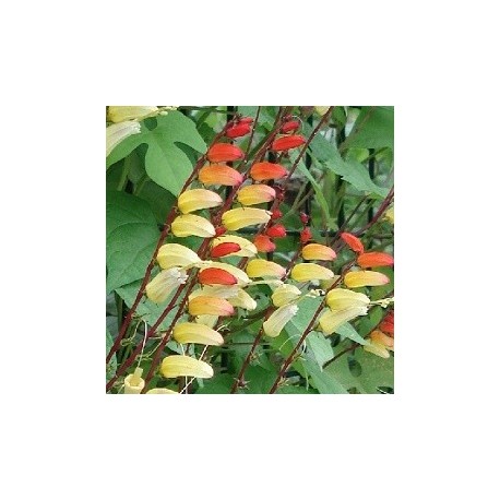 Annexe ipomoea-mina-lobata-plume-indien-graines.jpg