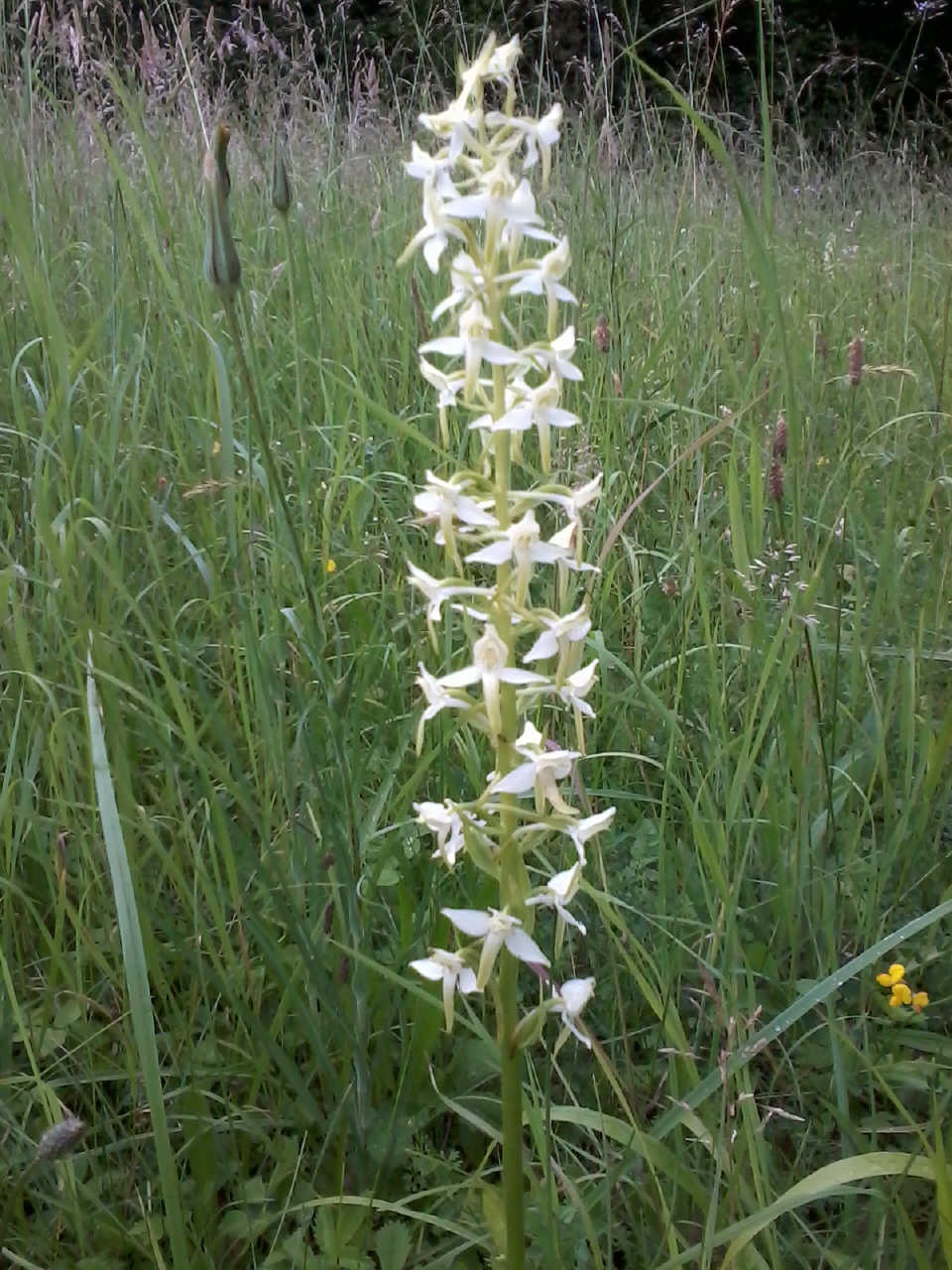 Annexe Platanthera_bifolia_08.jpg