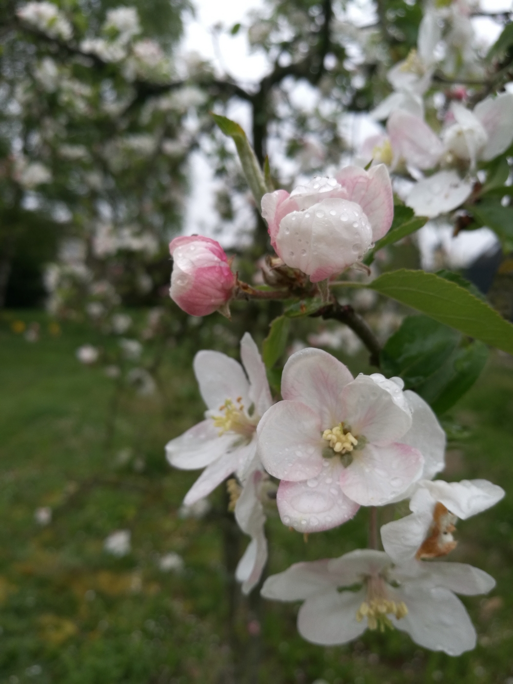 Annexe IMG_20170415_105529.jpg