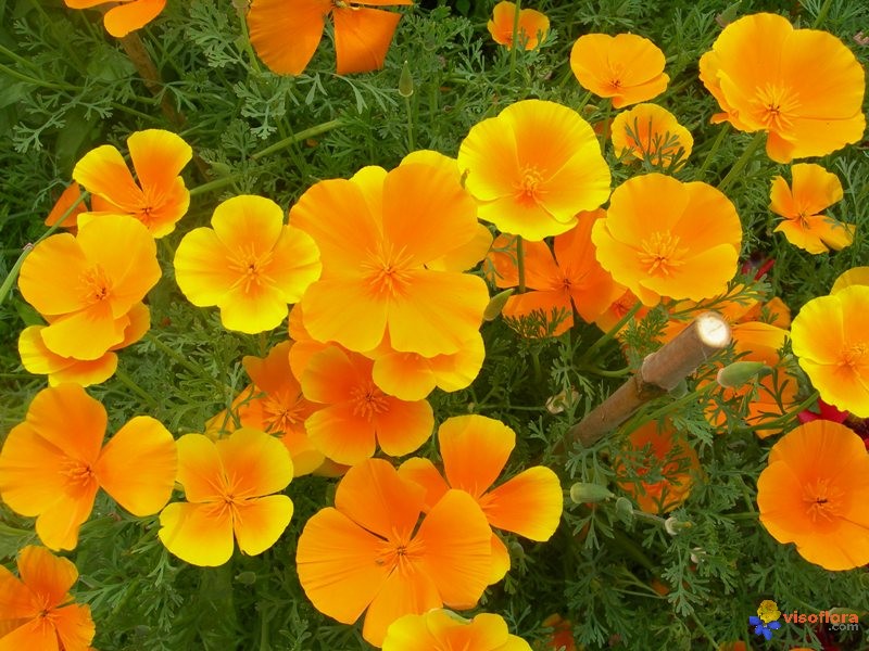 Annexe groupe-de-pavots-de-californie-visoflora-5320.jpg