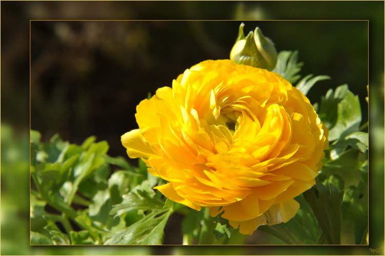 Annexe renoncule-2.jpg