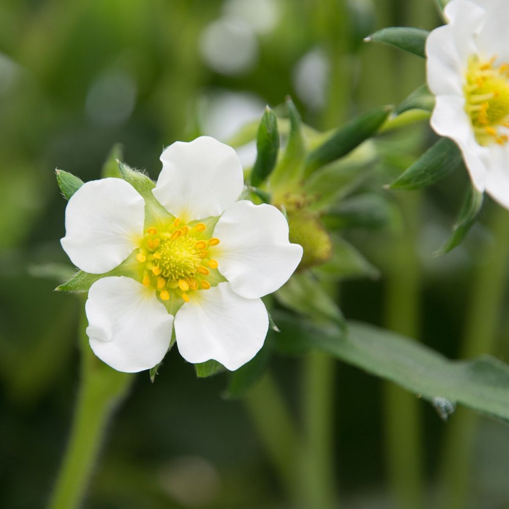 Annexe 1430-fraisier-mara-des-bois-le-lot-de-20-22.jpg