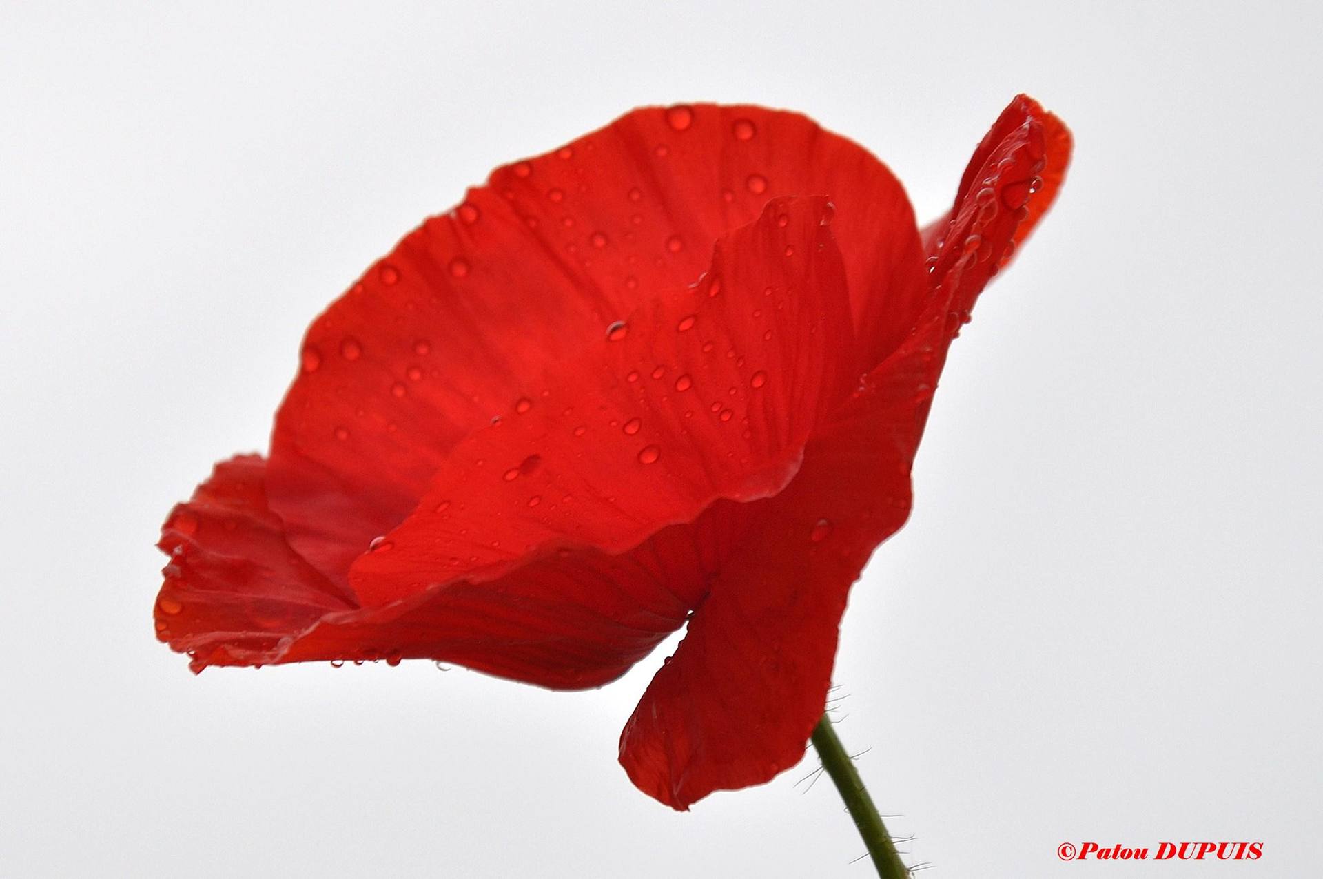 Annexe 976316_391092077666213_371162217_o.jpg