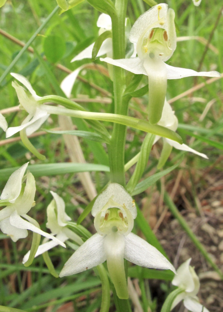 Annexe Platanthera bifolia subsp. bifolia IMG_3387.jpg