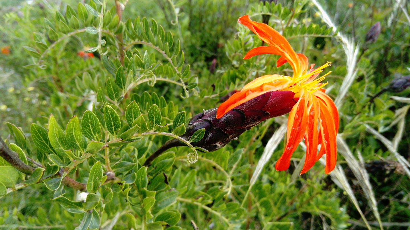 Annexe Mutisia acuminata