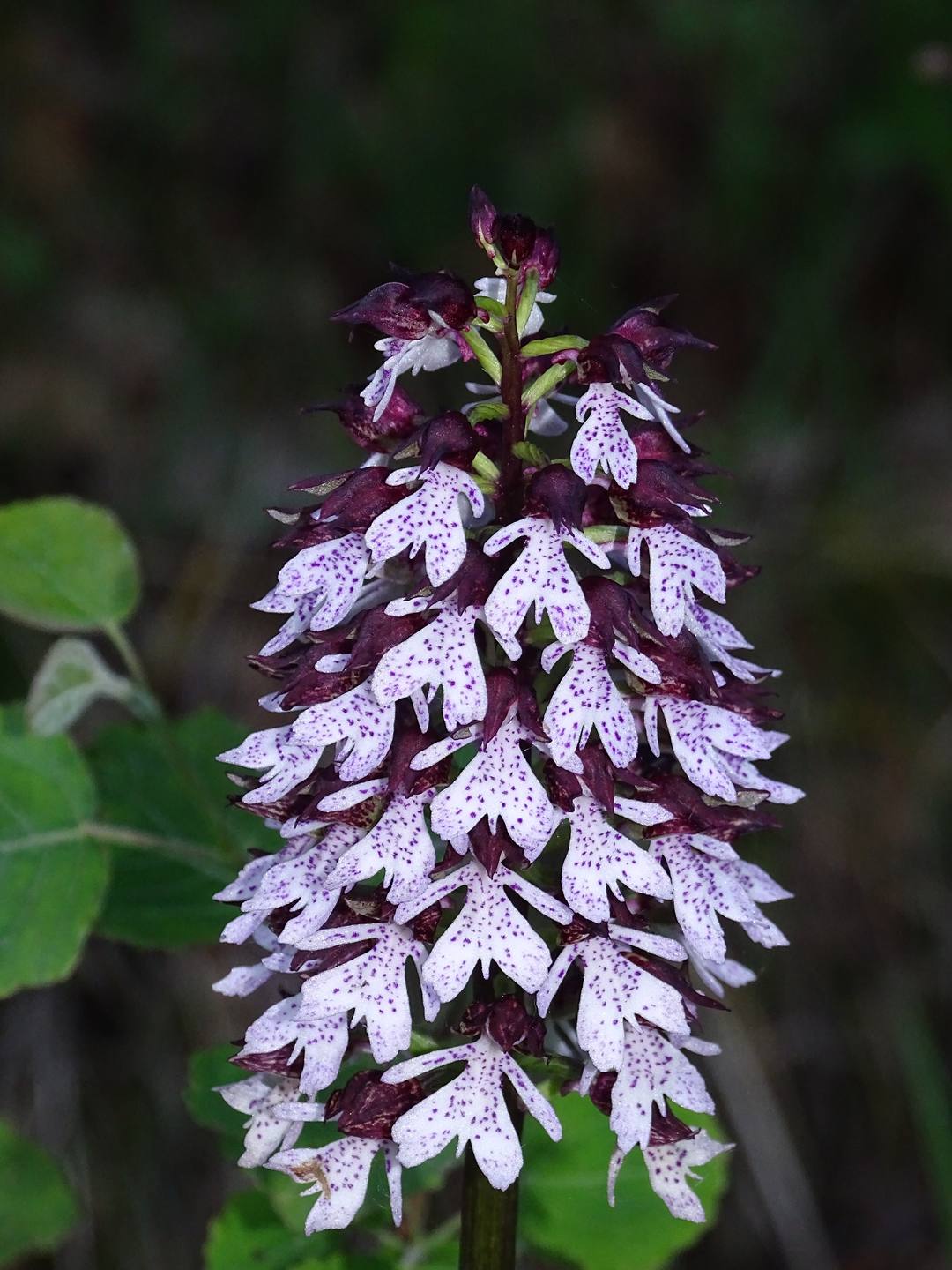 Annexe Orchidée.jpg