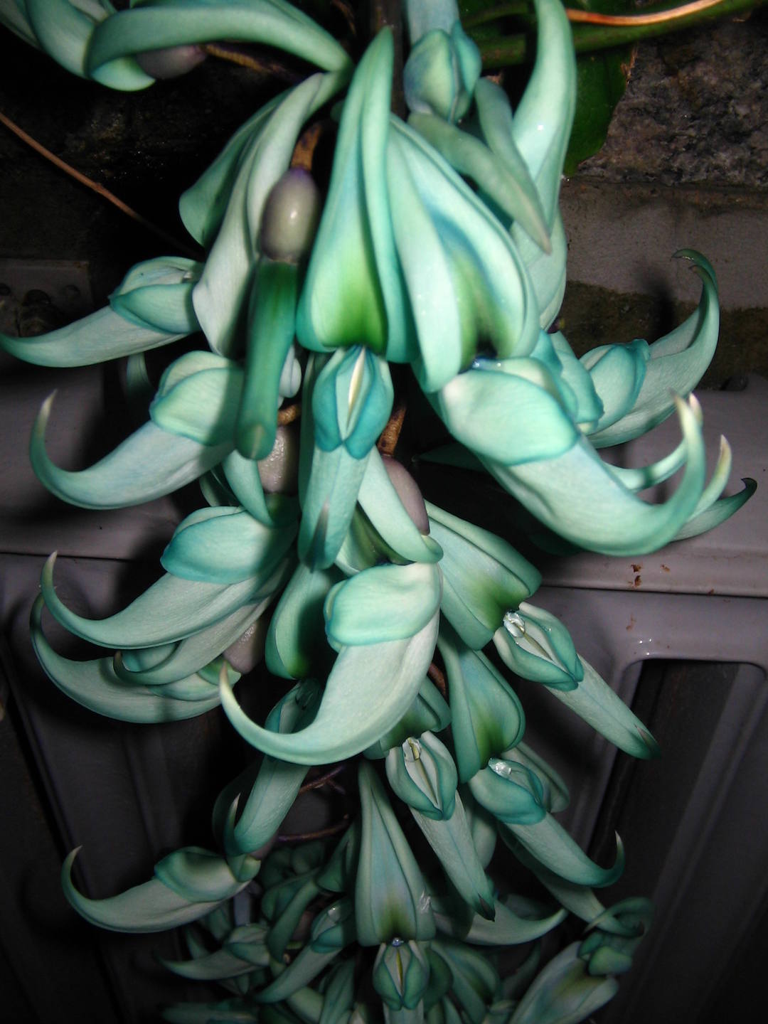 Annexe FlEur de JadE Strogylodon macrobotrys (3).jpg