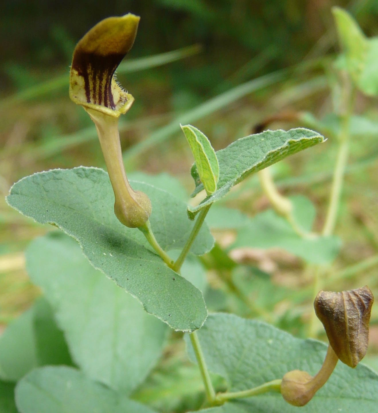 Annexe 2008 08 01 Aristolochia rotunda .JPG