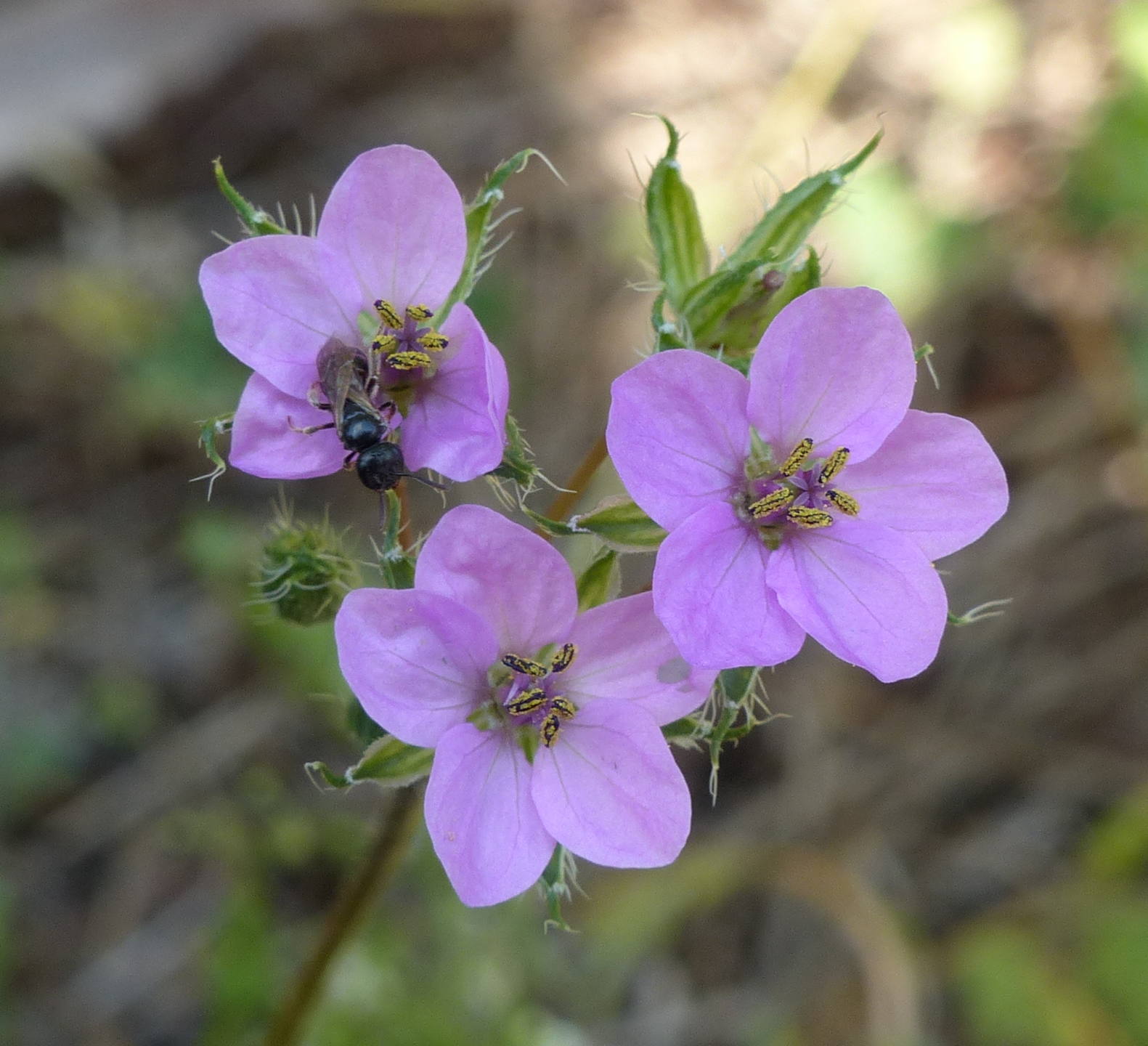 Annexe 20140725 Erodium acaule .JPG