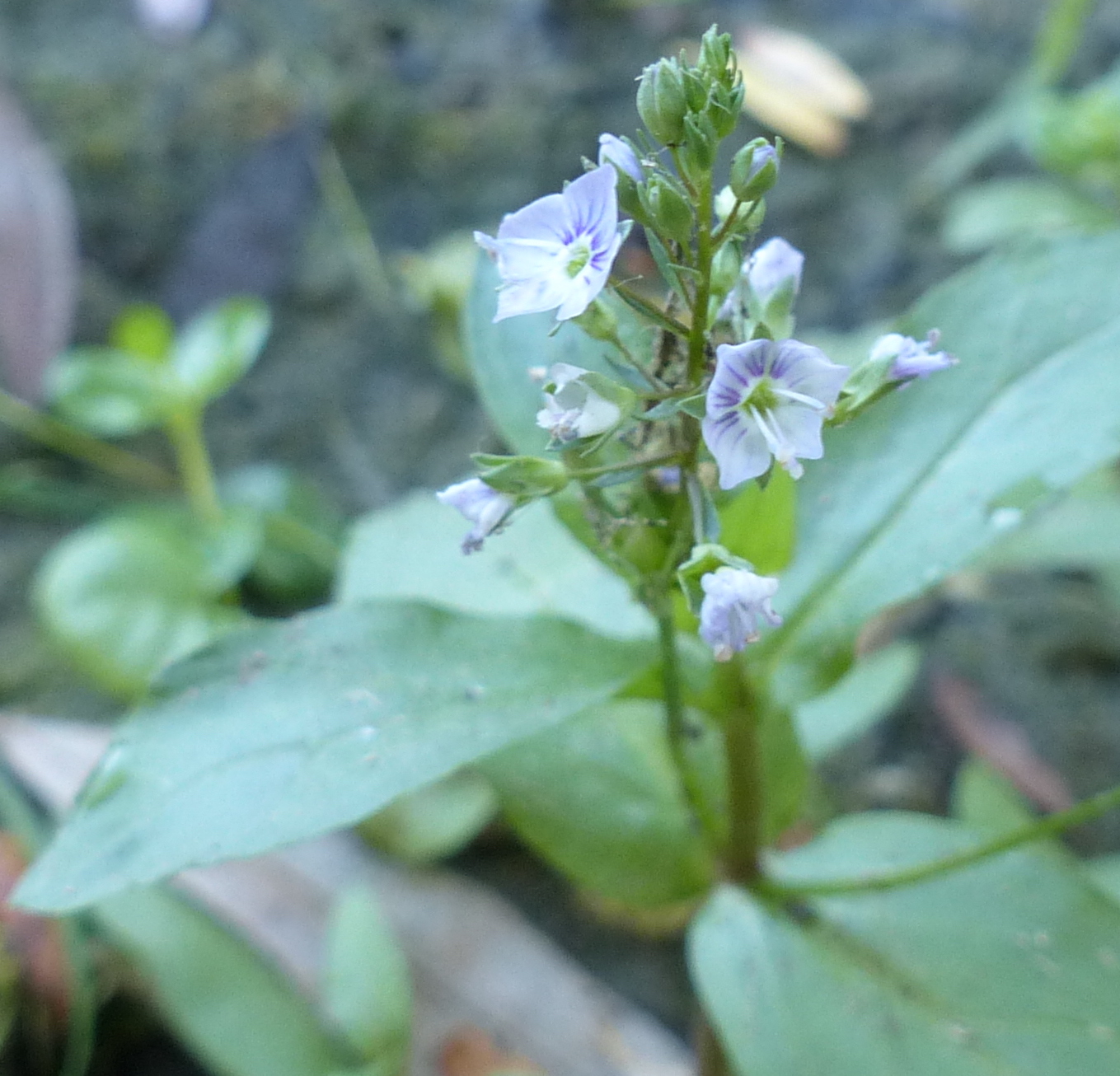 Annexe 20140910 Veronica anagallis-aquatica .JPG