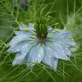 Annexe Nigelle de Damas.jpg