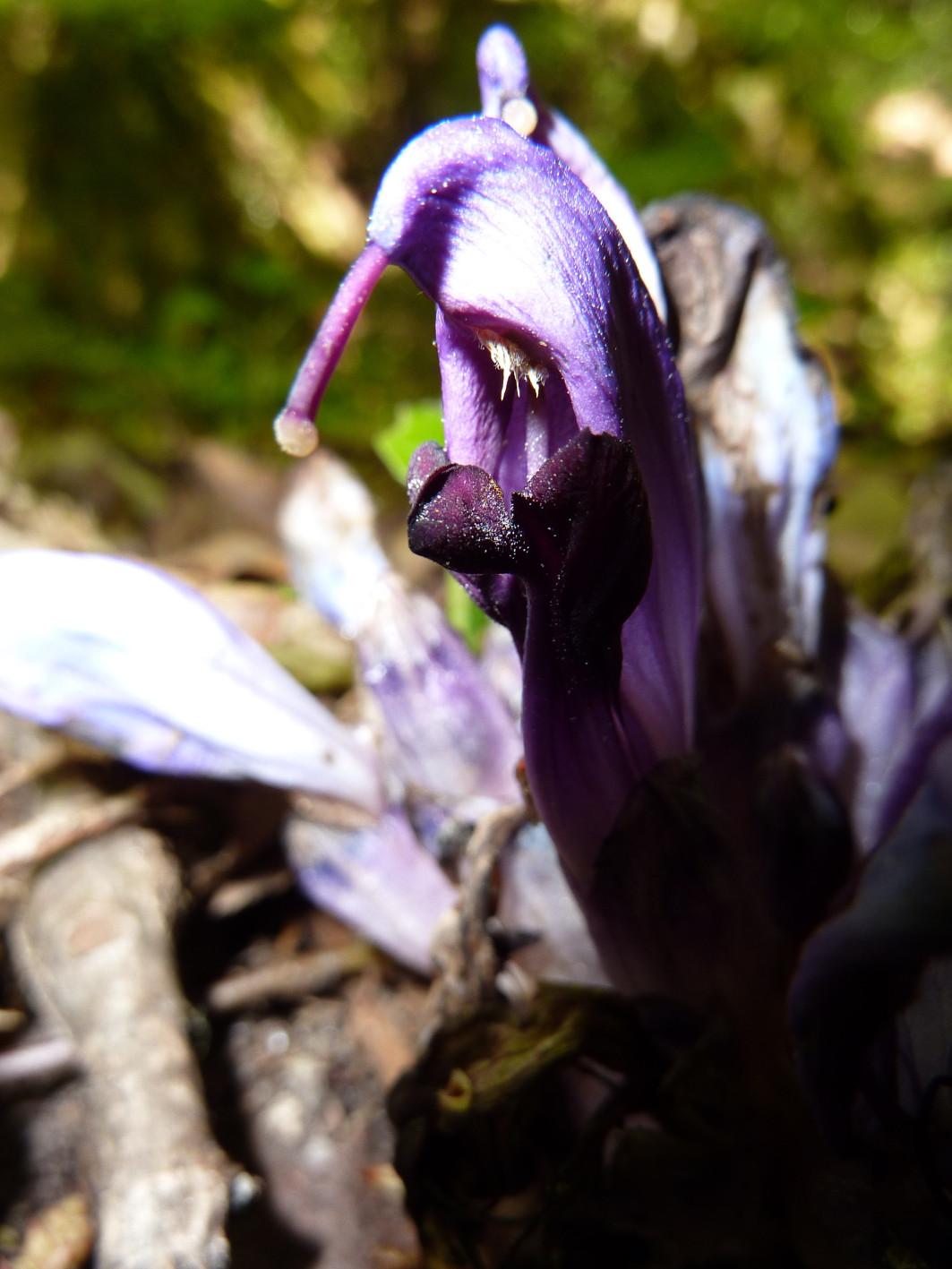 Annexe Clandestine.JPG