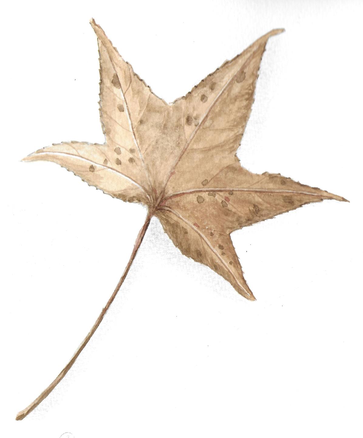 Annexe platanus hybrida2.jpg