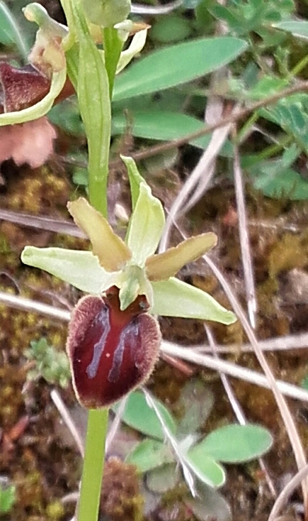 Annexe ophrys araignee.jpg